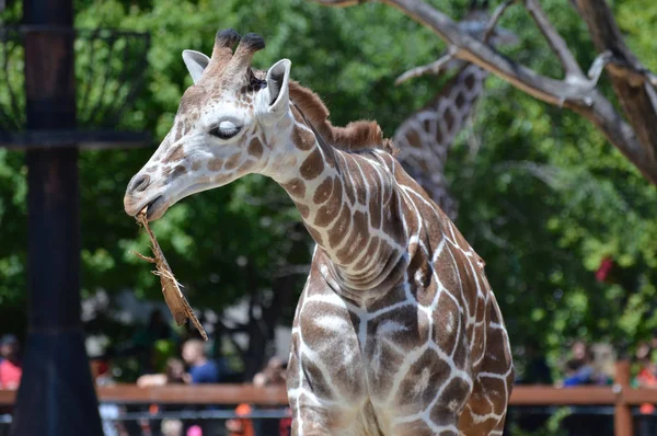 A Curious Giraffe — Stock Photo, Image