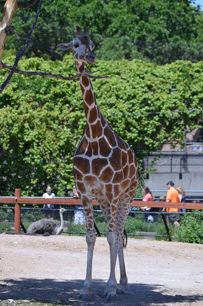 Meraklı bir zürafa