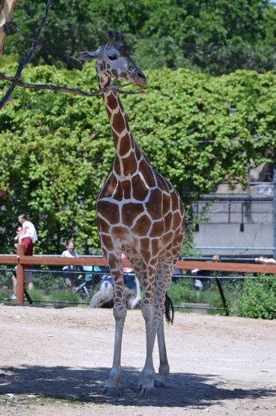 Meraklı bir zürafa