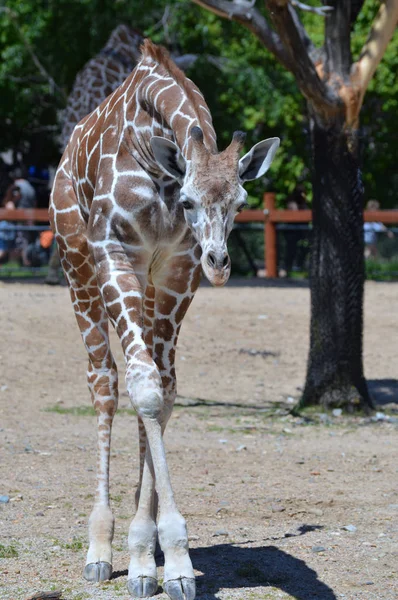 Meraklı bir zürafa