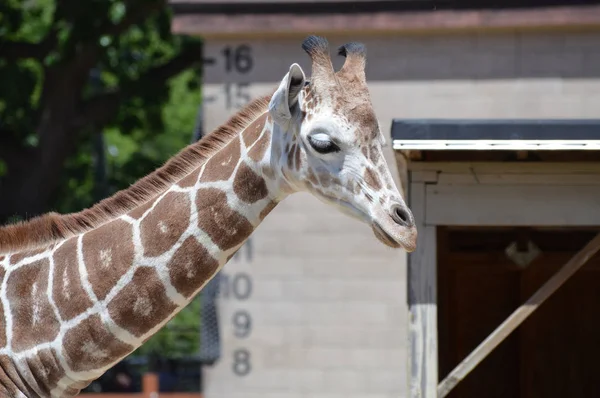 Meraklı bir zürafa
