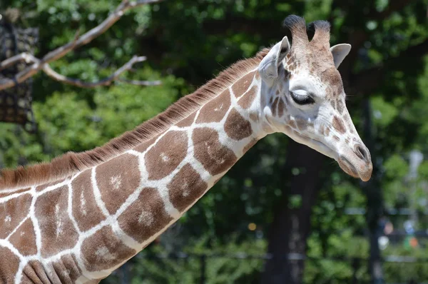 Цікаво Giraffe — стокове фото