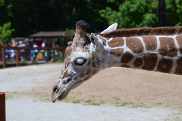 Meraklı bir zürafa