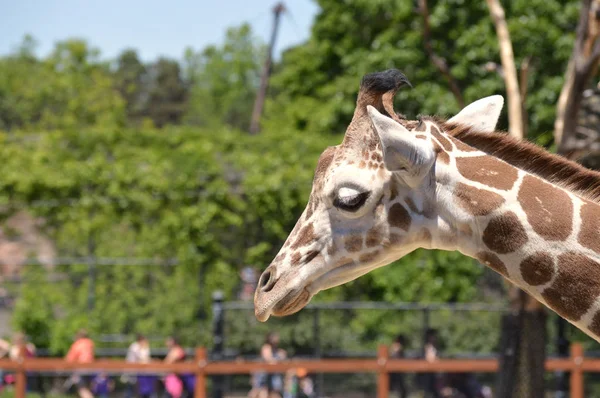 Meraklı bir zürafa