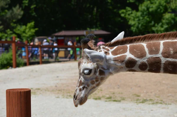 Meraklı bir zürafa