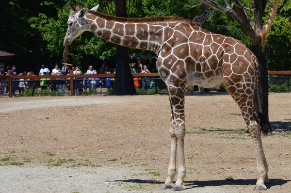 Meraklı bir zürafa