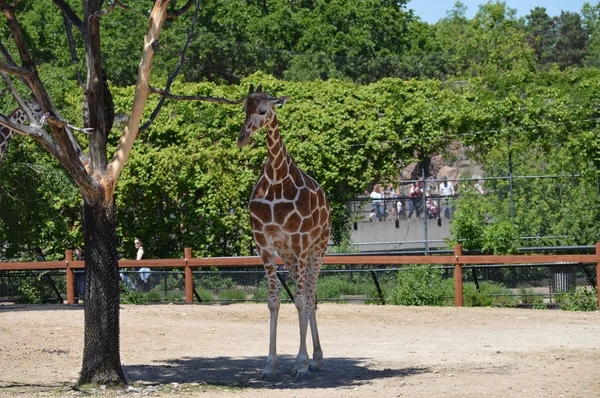 Meraklı bir zürafa