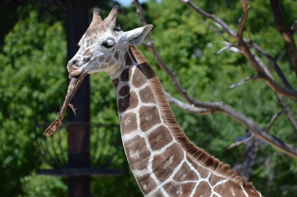 Eine neugierige Giraffe — Stockfoto