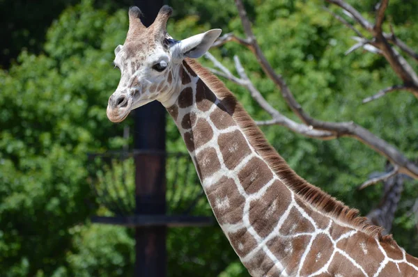 Meraklı bir zürafa