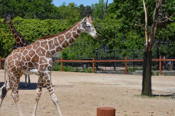 Meraklı bir zürafa