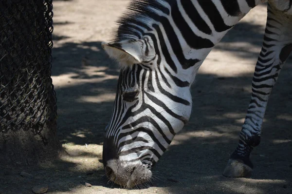 Ein erwachsenes Zebra — Stockfoto