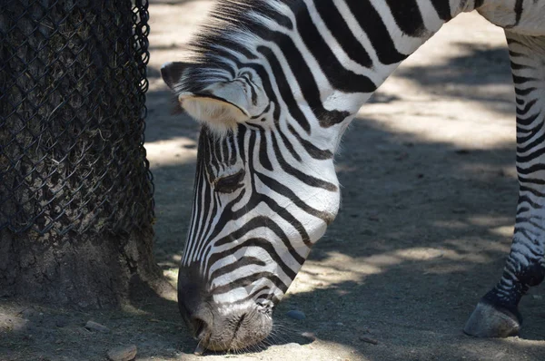 Ein erwachsenes Zebra — Stockfoto