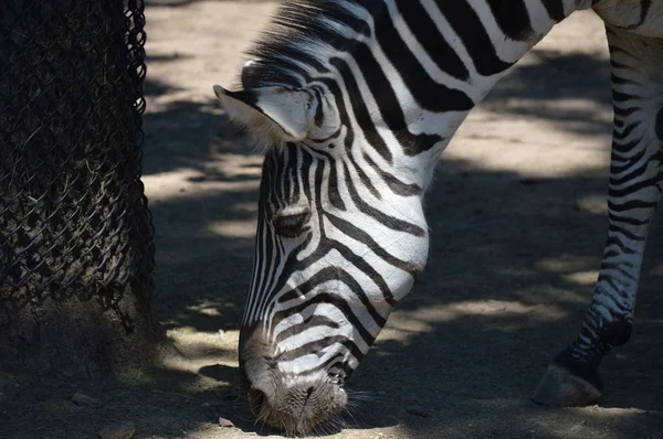 Ein erwachsenes Zebra — Stockfoto