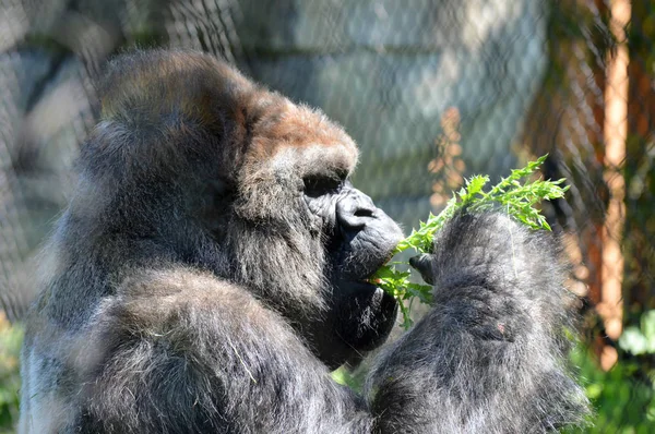 Un gorila comiendo plantas — Foto de Stock