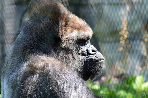 Gorilla frisst Pflanzen — Stockfoto