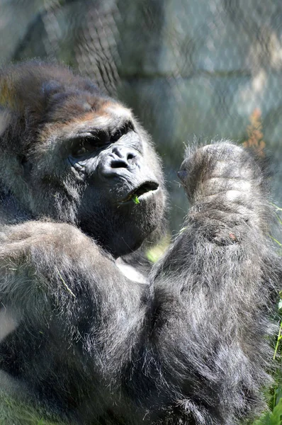 Un gorille mangeant des plantes — Photo