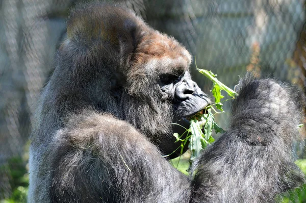 Un gorila comiendo plantas — Foto de Stock