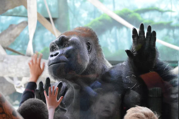 SAN PABLO, MINNESOTA - JUNIO 2017: Un gorila interactuando con la gente en el Zoológico de Como y el Conservatorio de St. Paul, MN . — Foto de Stock