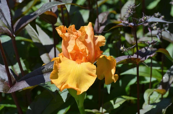 Flor en el jardín — Foto de Stock