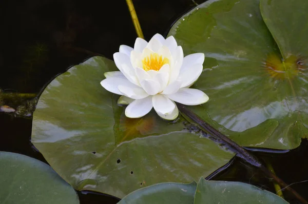 Un lirio de agua — Foto de Stock