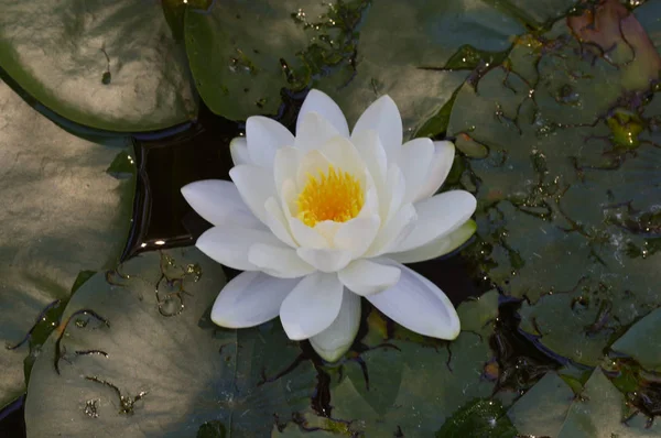 A Water Lily — Stock Photo, Image