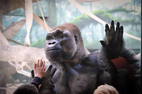 SAINT PAUL, MINNESOTA - JUIN 2017 : Un gorille en interaction avec les gens du zoo de Côme et du Conservatoire de Saint-Paul, MN . Image En Vente