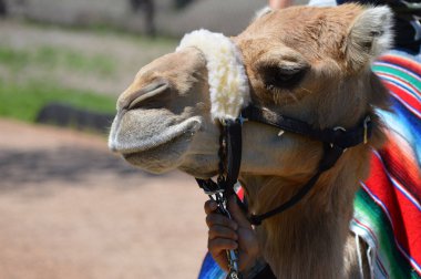 Apple Valley, Minnesota - Haziran 2017: Minnesota hayvanat bahçesinde deve sürmek.