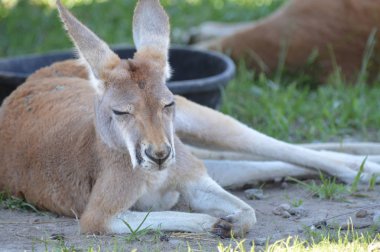 Otların arasında bir kanguru