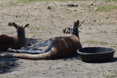 Otların arasında bir kanguru