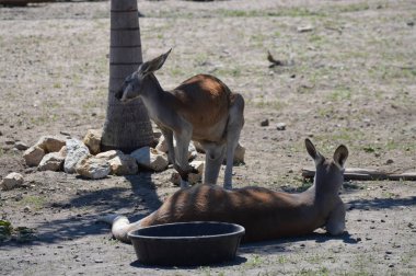 Otların arasında bir kanguru