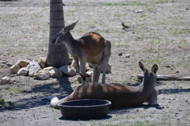 Otların arasında bir kanguru