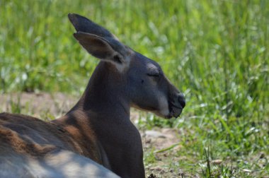 Otların arasında bir kanguru