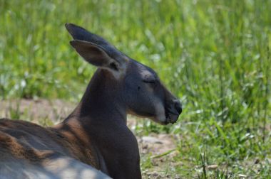 Otların arasında bir kanguru