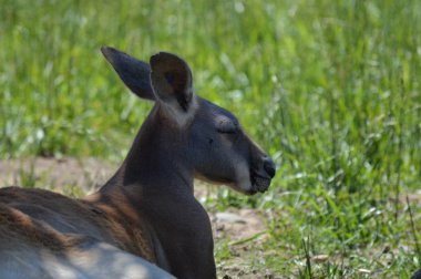 Otların arasında bir kanguru