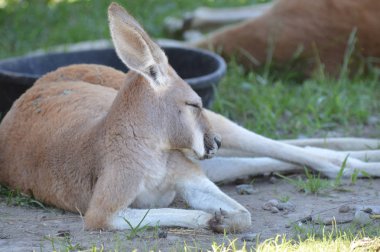 Otların arasında bir kanguru