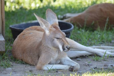 Otların arasında bir kanguru