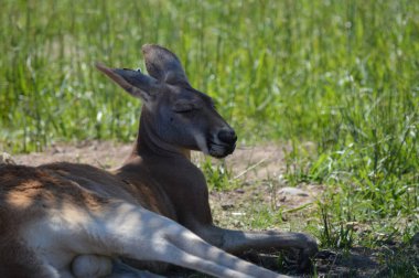 Otların arasında bir kanguru