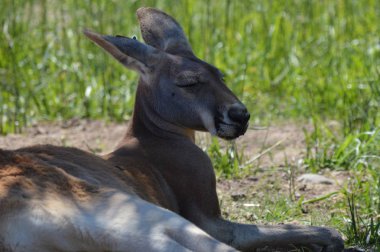 Otların arasında bir kanguru