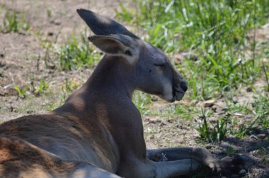 Otların arasında bir kanguru