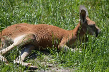 Otların arasında bir kanguru
