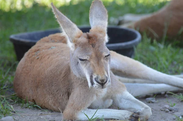 En känguru i gräset — Stockfoto