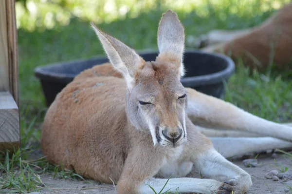 Un canguro en la hierba —  Fotos de Stock