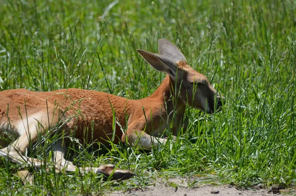 En känguru i gräset — Stockfoto