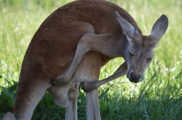 Um canguru na grama — Fotografia de Stock