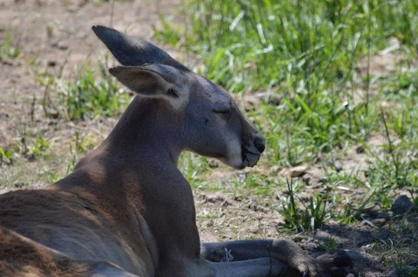 Otların arasında bir kanguru — Stok fotoğraf