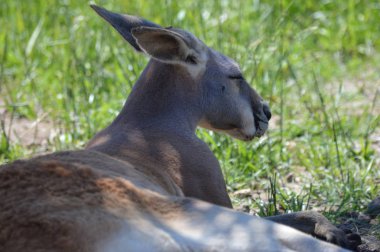 Otların arasında bir kanguru