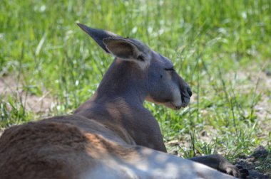 Otların arasında bir kanguru