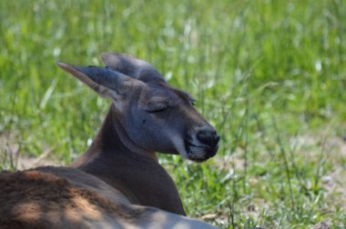 Otların arasında bir kanguru