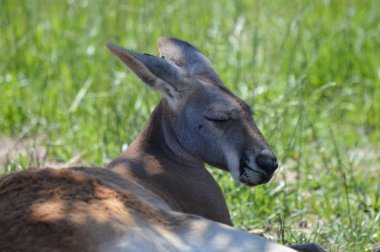 Otların arasında bir kanguru