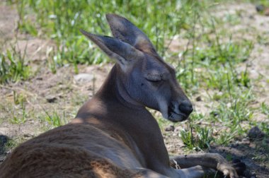 Otların arasında bir kanguru